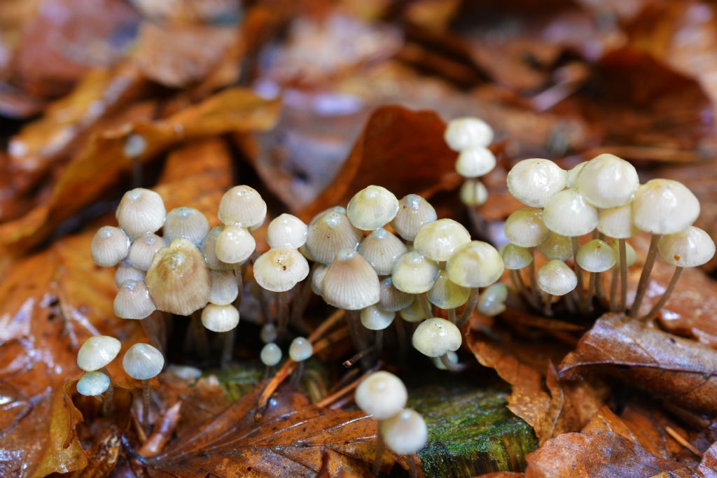 Mycena del 14/05/2018